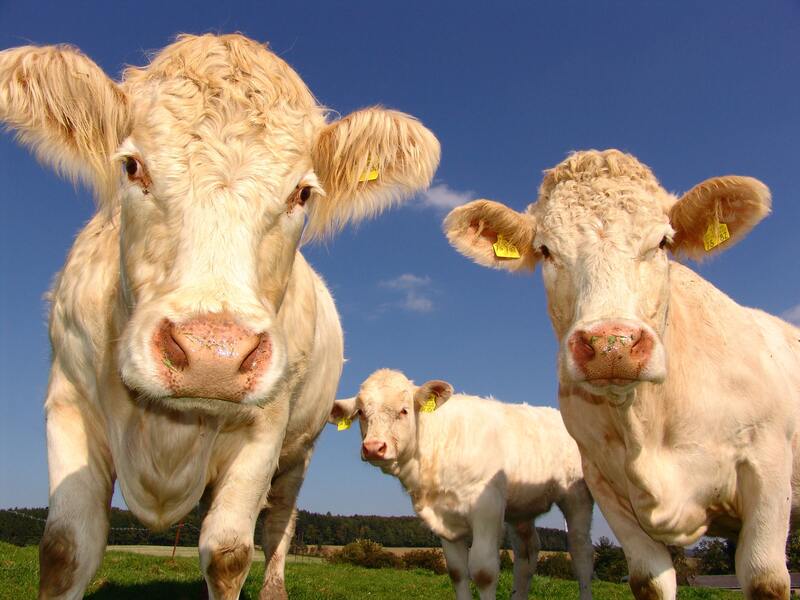 El gas metano en el ganado bovino 